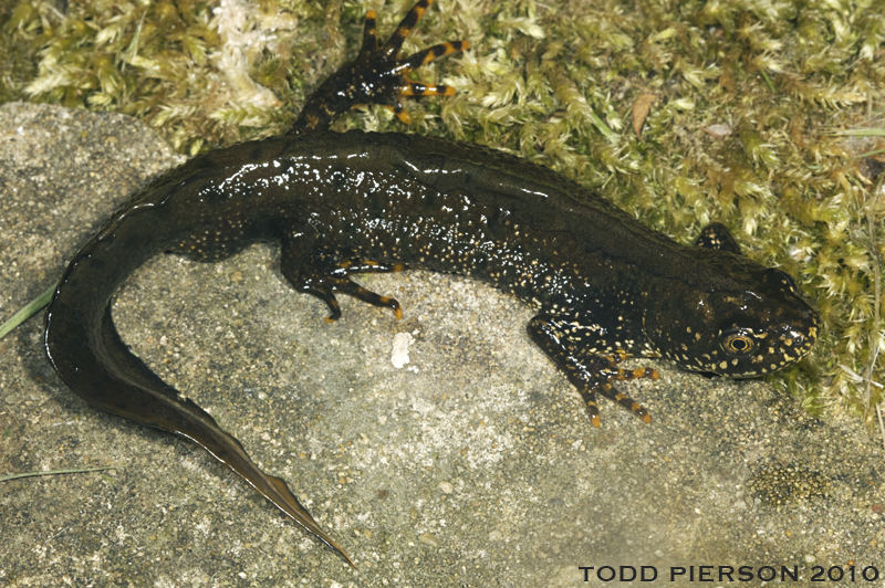 Image of Great Crested Newt