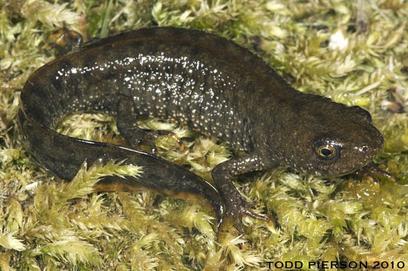 Image of Great Crested Newt