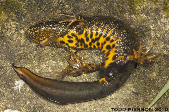 Imagem de Triturus cristatus (Laurenti 1768)