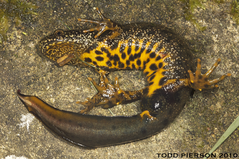 Imagem de Triturus cristatus (Laurenti 1768)