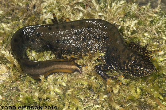 Imagem de Triturus cristatus (Laurenti 1768)