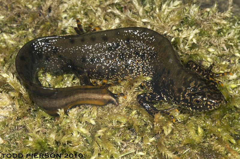 Image of Great Crested Newt