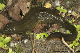 Image of Great Crested Newt