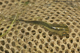 Imagem de Triturus cristatus (Laurenti 1768)