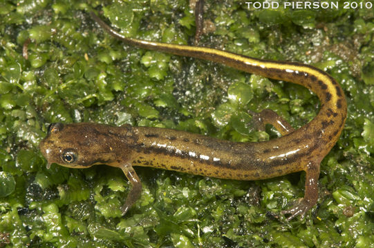 Image of Patch-nosed Salamander