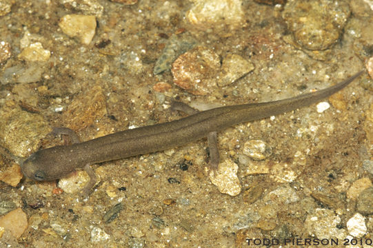 Image of Patch-nosed Salamander