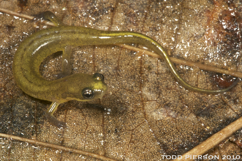 Image of Patch-nosed Salamander