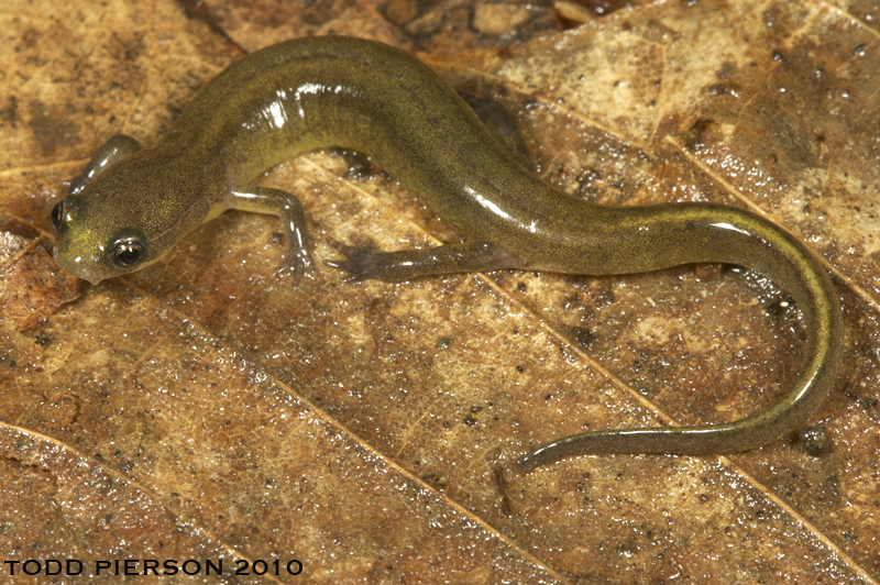 Image of Patch-nosed Salamander