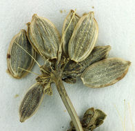 Image of Yolla Bolly biscuitroot