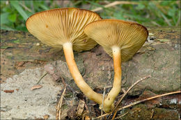 Image de Tricholomopsis decora (Fr.) Singer 1939