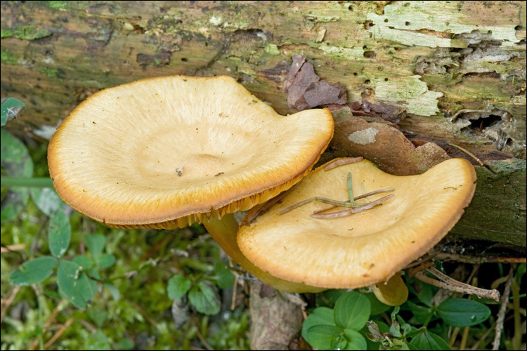 Image de Tricholomopsis decora (Fr.) Singer 1939