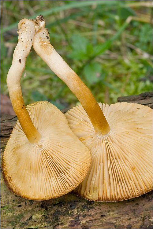 Image de Tricholomopsis decora (Fr.) Singer 1939