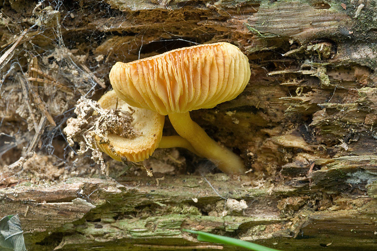 Image de Tricholomopsis decora (Fr.) Singer 1939