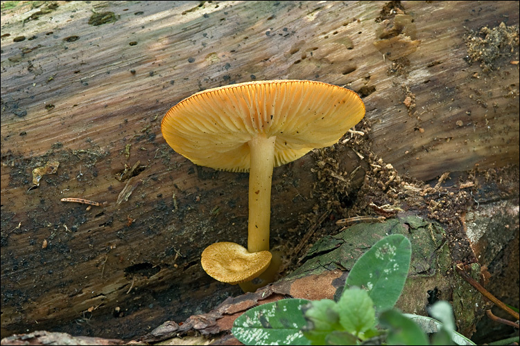 Image de Tricholomopsis decora (Fr.) Singer 1939