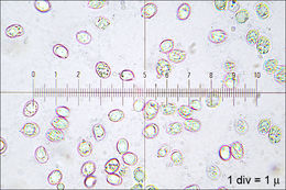 Tricholomopsis decora (Fr.) Singer 1939 resmi