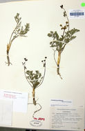 Image of Peck's desertparsley