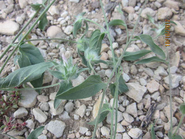 Image of bindweed