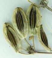 Слика од Lomatium austiniae (Coult. & Rose) Coult. & Rose