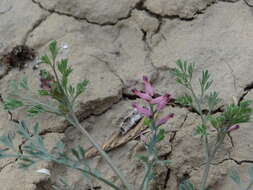 Image of Fumitory