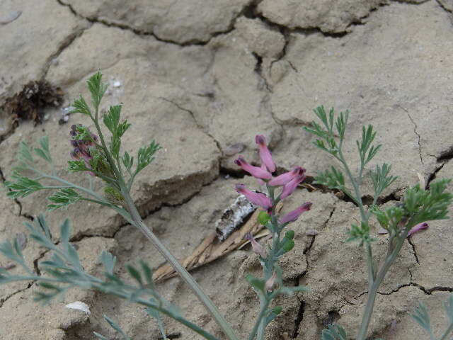 Image of Fumitory