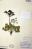 Слика од Lomatium repostum (Jepson) Mathias