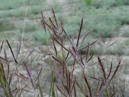 Plancia ëd Bothriochloa