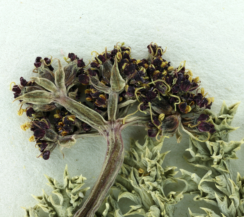 Image of Owens Peak desertparsley