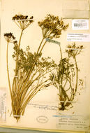 Image of <i>Cymopterus panamintensis</i> var. <i>acutifolius</i>