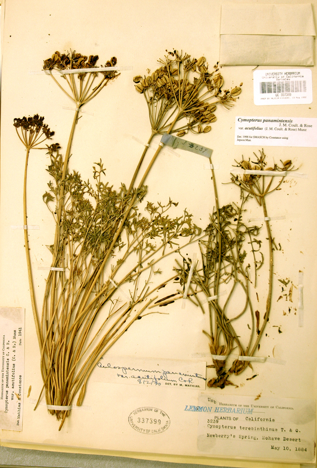 Image of <i>Cymopterus panamintensis</i> var. <i>acutifolius</i>