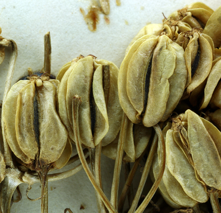 Image of <i>Cymopterus panamintensis</i> var. <i>acutifolius</i>