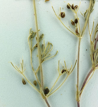 Image of Bristly-Fruit Scaleseed