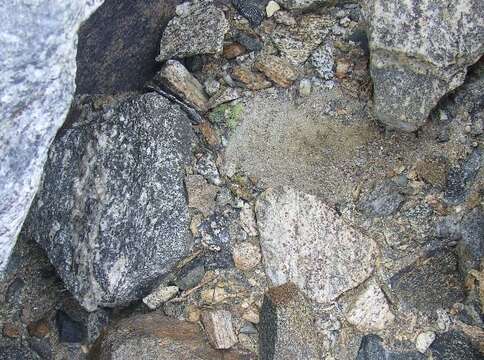 Image of cracked lichen