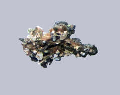 Image of rim lichen