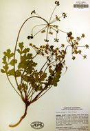 Image of Kellogg's umbrellawort