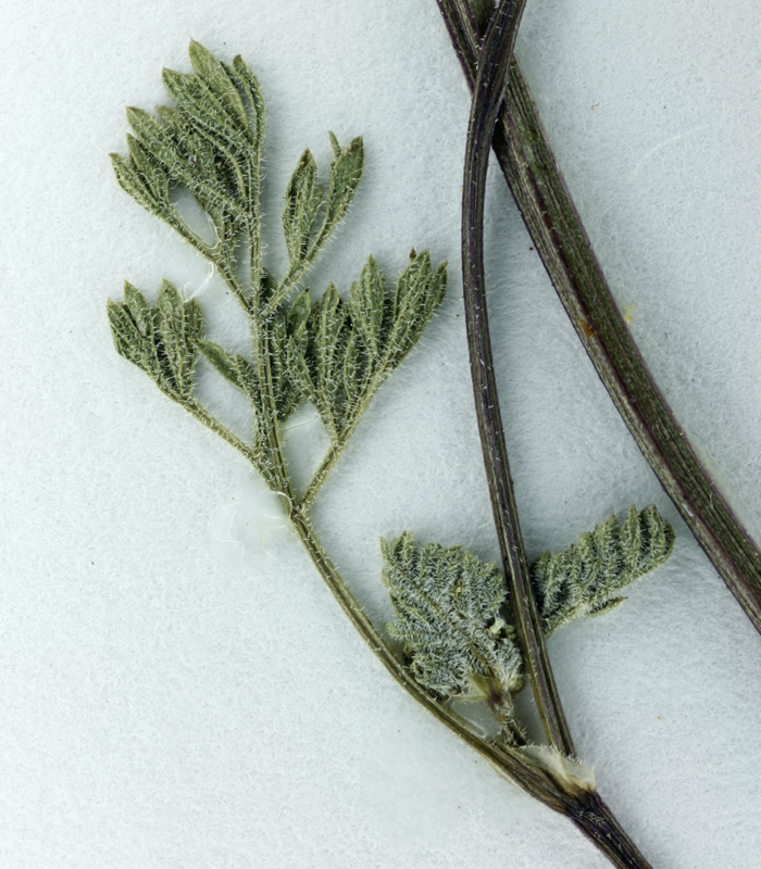 Image of False Hedge-Parsley