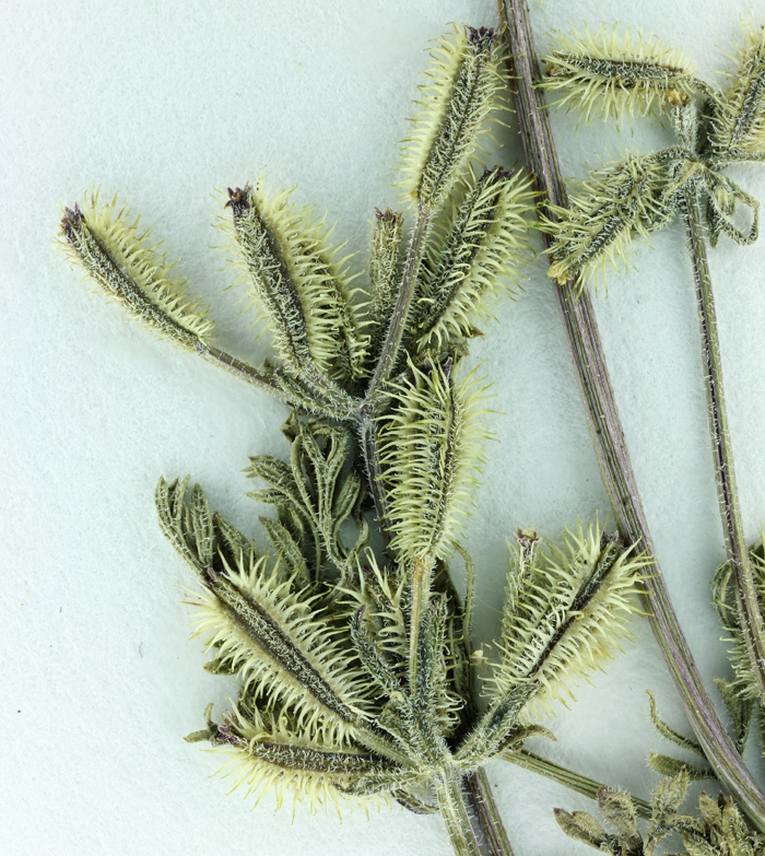 Image of False Hedge-Parsley