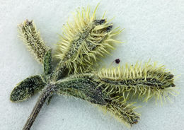 Image of False Hedge-Parsley