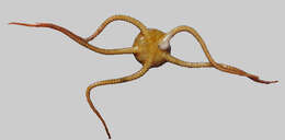 Image of Ophiurolepis