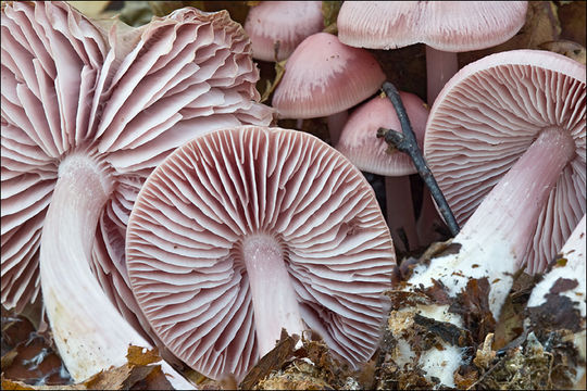 Image of Mycena rosea Gramberg 1912