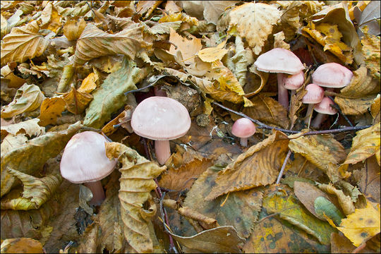 Image of Mycena rosea Gramberg 1912