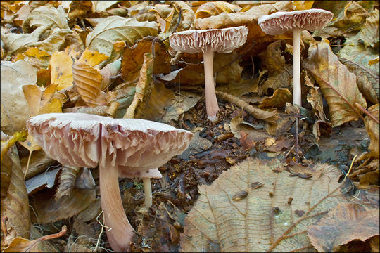 Image of Mycena rosea Gramberg 1912