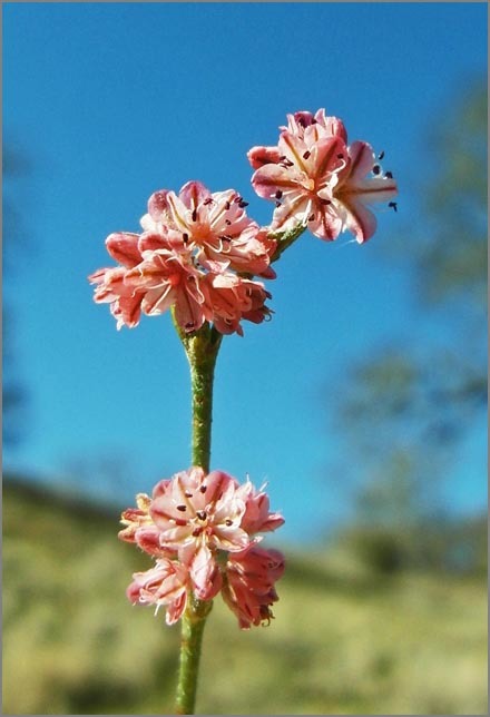 Image of goldencarpet buckwheat