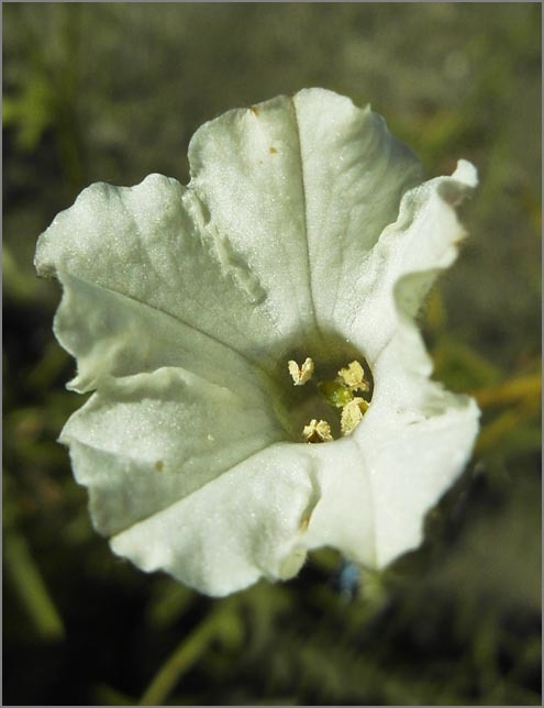 Image of manyflower tobacco