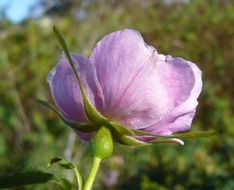 Image of California wildrose