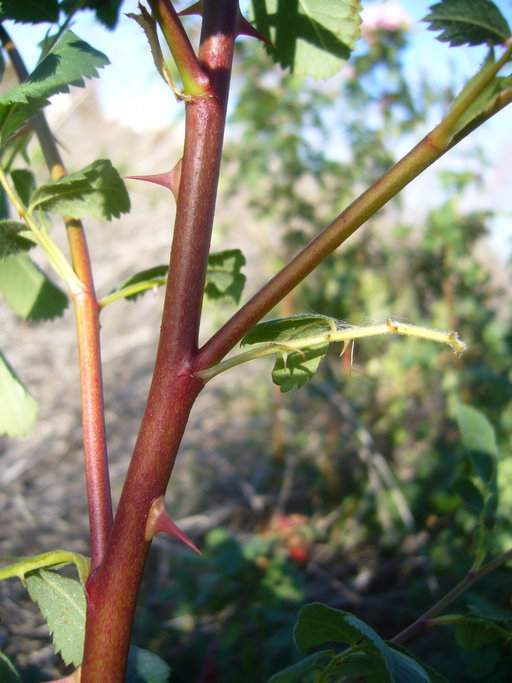 Image of California wildrose