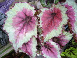 Слика од Begonia longiciliata C. Y. Wu