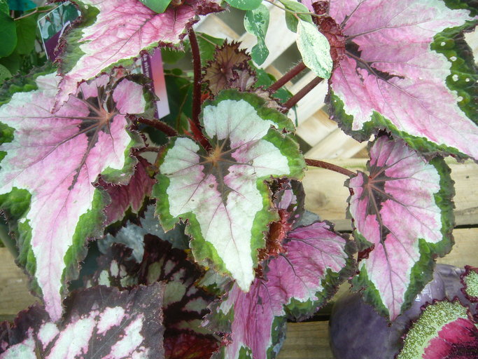 Слика од Begonia longiciliata C. Y. Wu