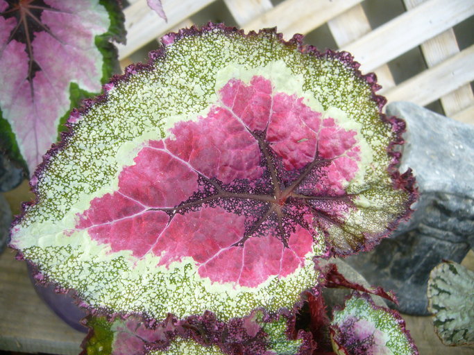 Слика од Begonia longiciliata C. Y. Wu