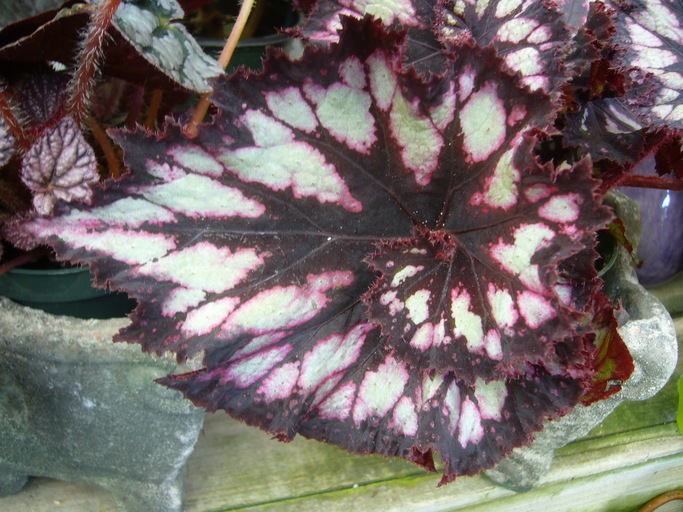 Слика од Begonia longiciliata C. Y. Wu