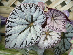 Слика од Begonia longiciliata C. Y. Wu